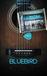 Bluebird