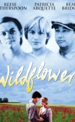 Wildflower