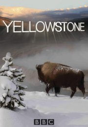 Yellowstone: Battle for Life