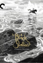 The Black Stallion