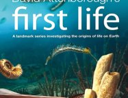 First Life