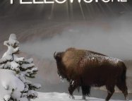 Yellowstone: Battle for Life