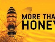 More Than Honey