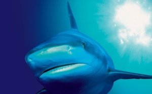 The Blue Planet