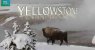 Yellowstone: Battle for Life